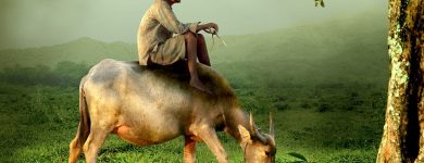 Vaca asiática en relación a la fábula del TAO
